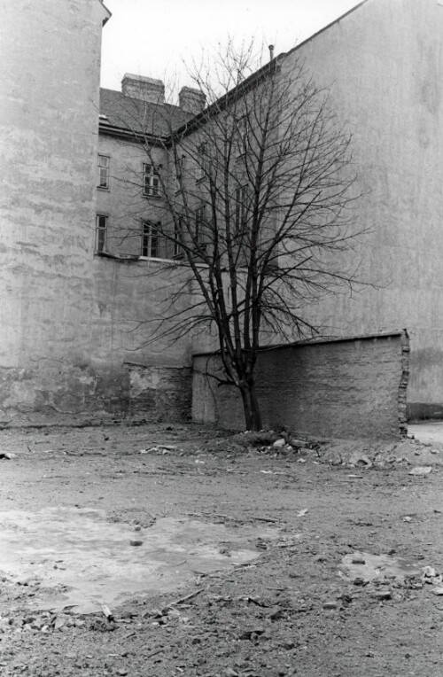 Wien, Baum in einem Hinterhof