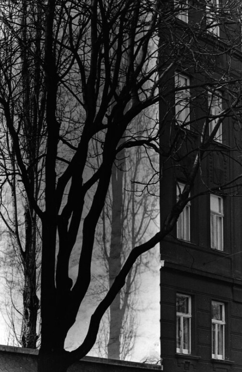 Wien, Baum mit Hausfassade