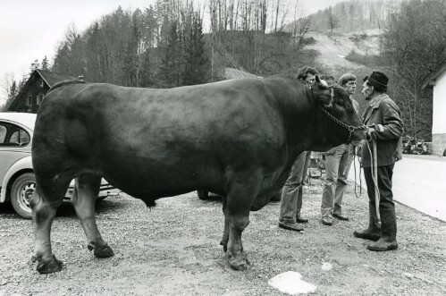 Steiles Erbe - Großes Walsertal, Viehausstellung in Sonntag - Garsella