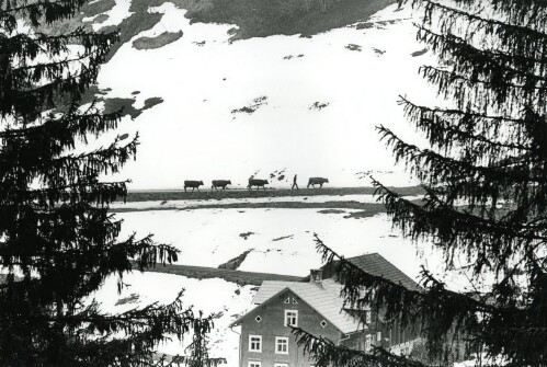 Steiles Erbe - Großes Walsertal, Viehausstellung in Sonntag - Garsella