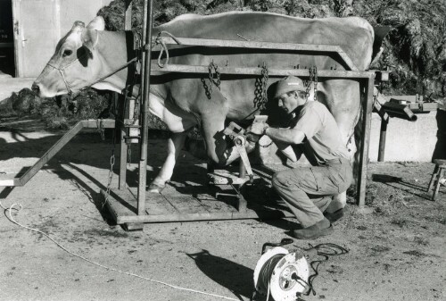 Steiles Erbe - Großes Walsertal, Klauenpflege in Fontanella-Mittelberg