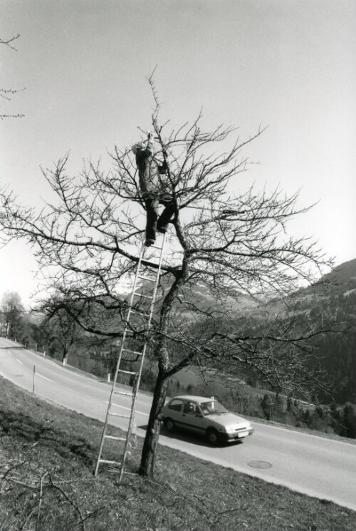 Steiles Erbe - Großes Walsertal, Baumschnitt in St. Gerold