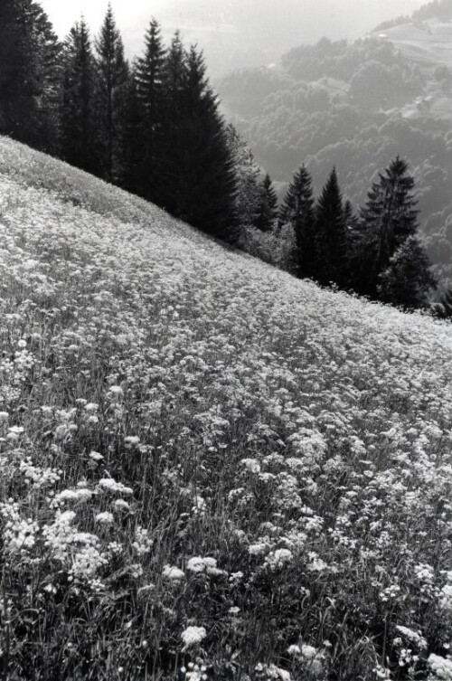 Steiles Erbe - Großes Walsertal, Sonntag - Bickelwald