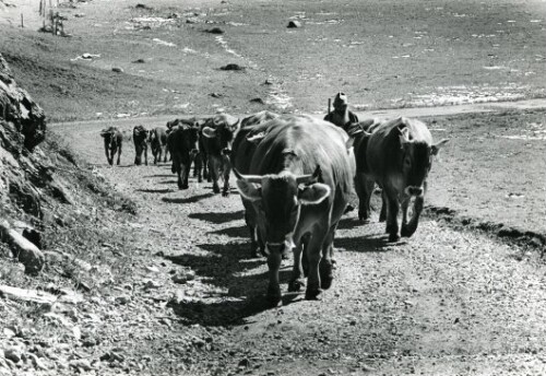 Großes Walsertal, Alpe Laguz