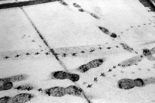 Feldkirch - Spuren im Schnee