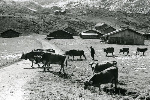 Steiles Erbe - Großes Walsertal, Alpe Laguz