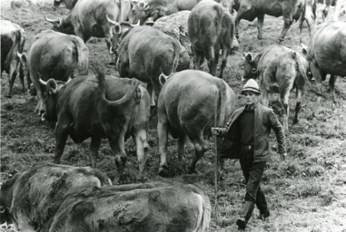 Großes Walsertal, Alpe Laguz