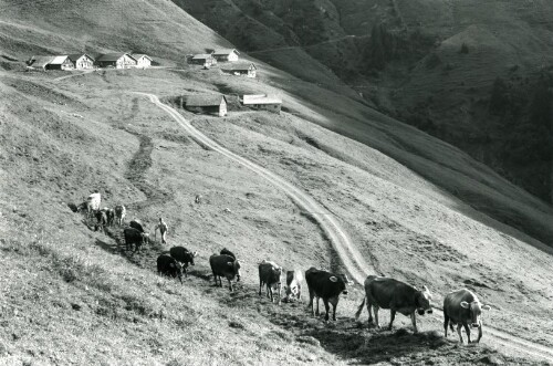 Steiles Erbe - Großes Walsertal, Alpe Sentum
