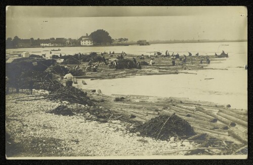 [Hard, Schwemmholz am Bodenseeufer]