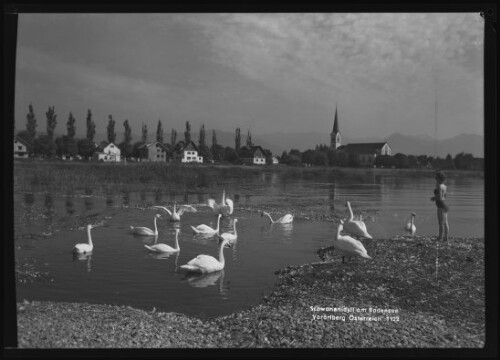 [Hard] Schwanenidyll am Bodensee Vorarlberg Österreich