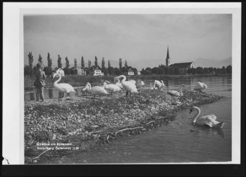 [Hard] Schwäne am Bodensee Vorarlberg Österreich