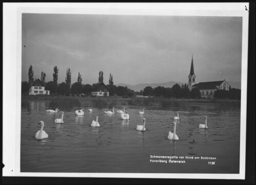 Schwanenregatta vor Hard am Bodensee Vorarlberg Österreich