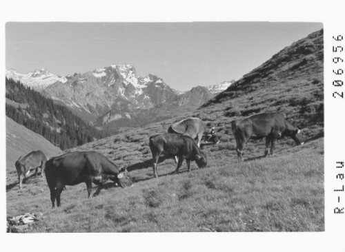 [Auf der Staffel Alpe / Blick zur Roten Wand]