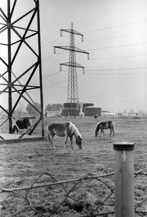 Hohenems, Pferde im Ried