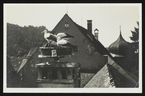 Störche im Nest auf einem Kamin in der Bregenzer Oberstadt
