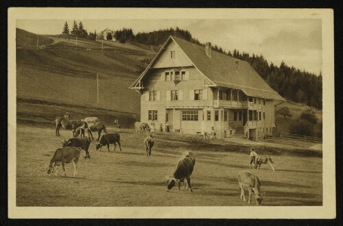 Pfänderdohle
