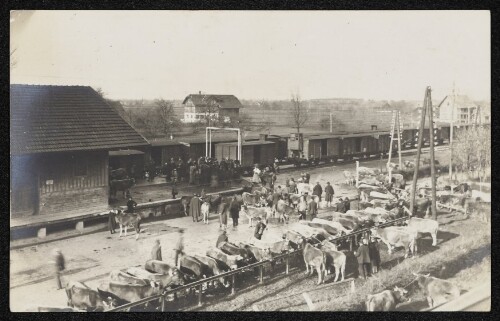 Bahnhof Lauterach - Schlachtvieheinwaggonierung