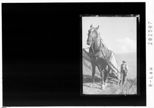 [Holztrasport im Gebirge]