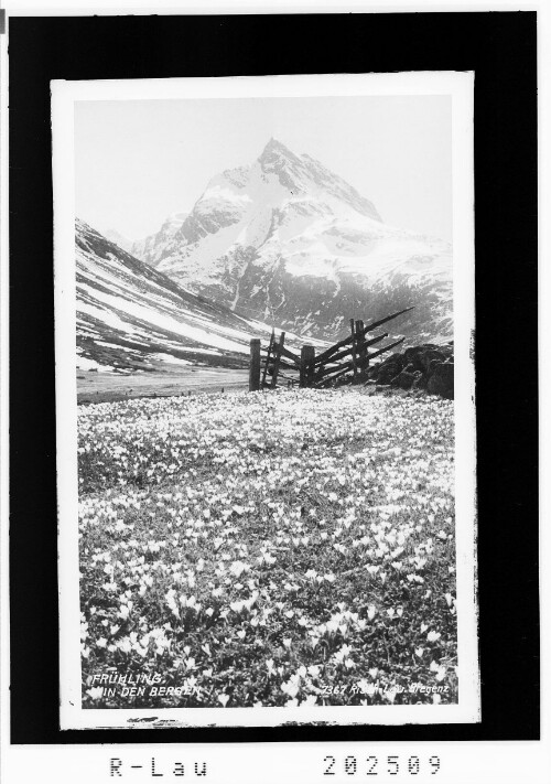 Frühling in den Bergen : [Blick zur Ballunspitze]