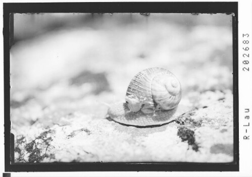 [Schnecke]
