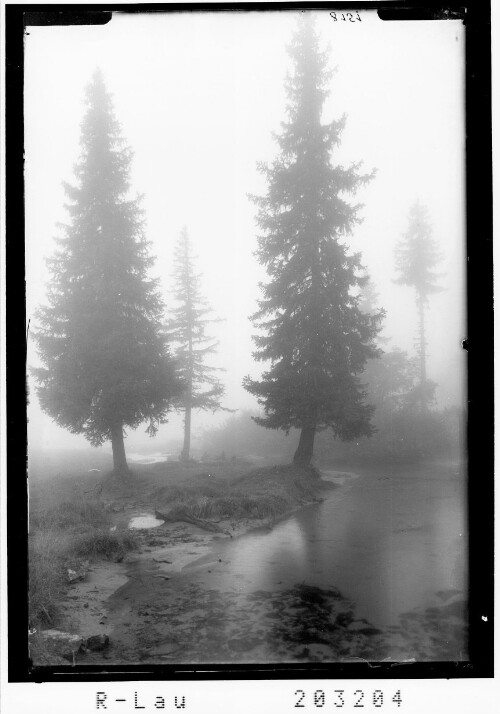 [Nadelbäume im Nebel]