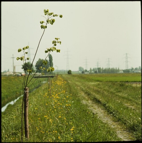 Windschutzgürtel - Mäder