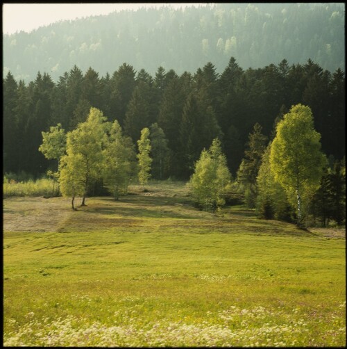 Riedlandschaft bei Alberschwende