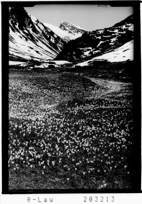 [Blumenwiese im Gerbirge]