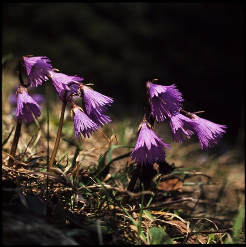 Alpenblumen I