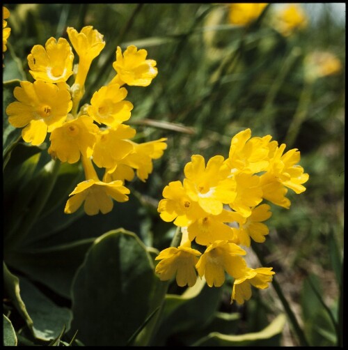 Alpenblumen