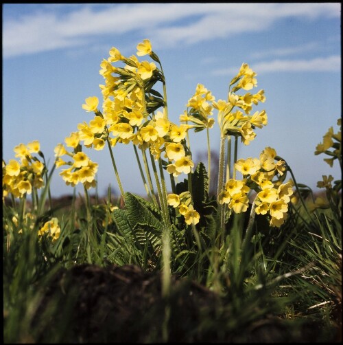 Frühlingsblumen