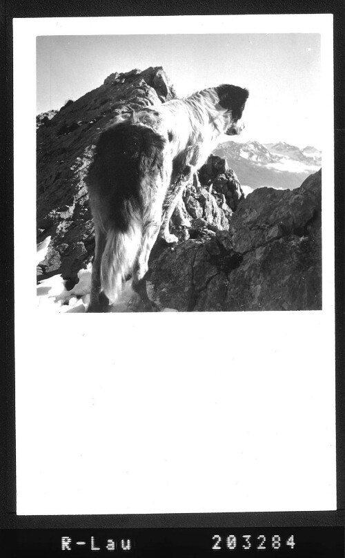 [Bernhardiner im Gebirge]