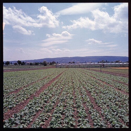 Reichenau - Gemüseanlagen