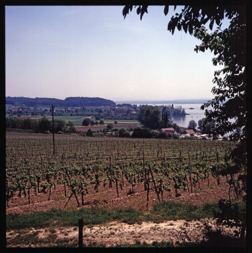 Weinbau bei Friedrichshafen