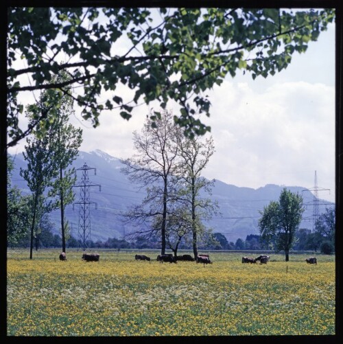 Riedmotive in Dornbirn