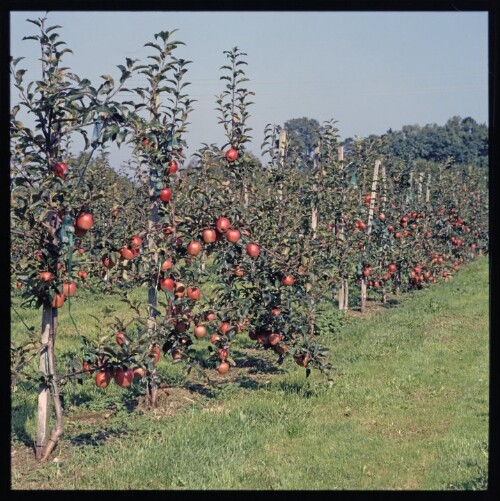 Obstkulturen in Bregenz