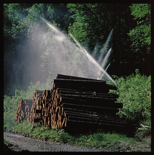 Schadholz - Nasslagerung