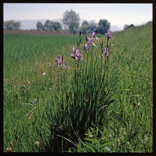 Blaue Iris - Polderdamm