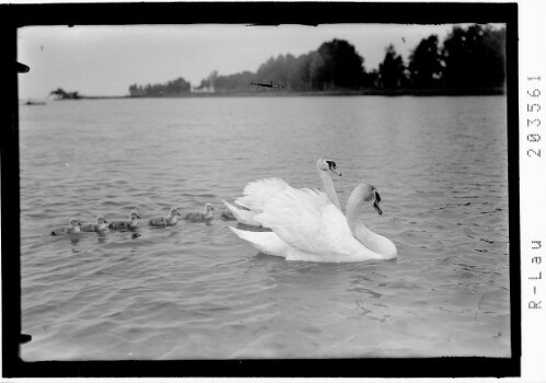 [Schwanenfamilie auf dem Bodensee]