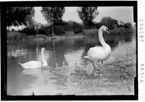 [Schwanenfamilie am Bodensee]