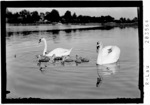 [Schwanenfamilie auf dem Bodensee]