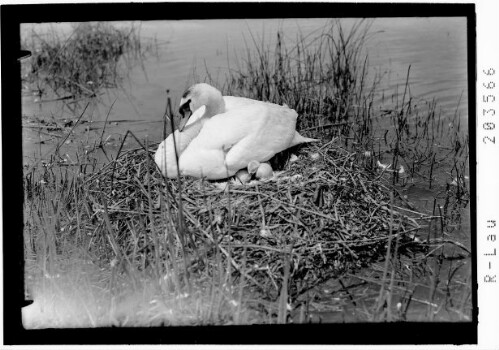 [Schwanennest am Bodensee]