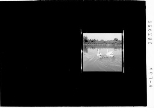 [Schwanenfamilie auf dem Bodensee]