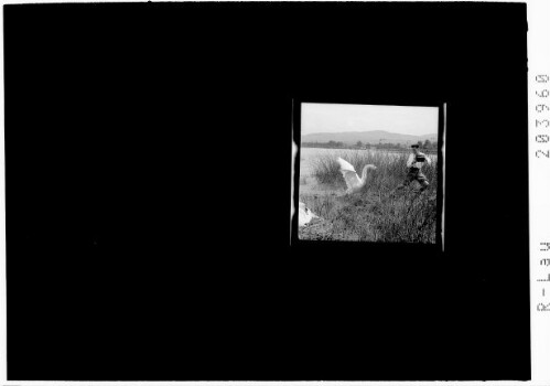 [Flucht vor einem Schwan]