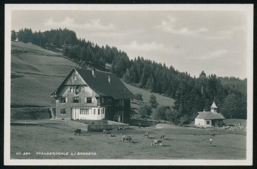 [Lochau] Pfänderdohle b./ Bregenz