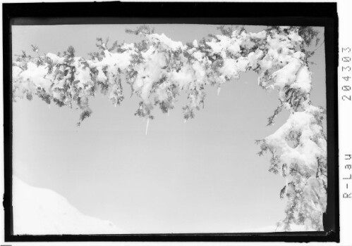 [Verschneiter Tannenast]