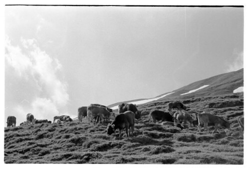 Wösteralpe, Stierauftrieb