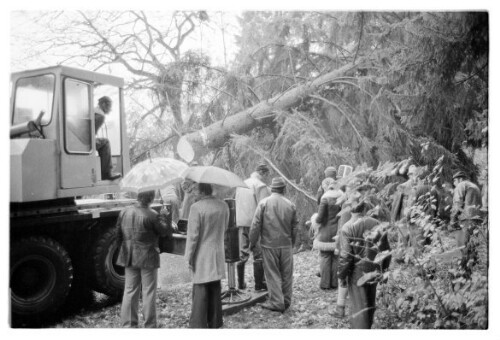 Weihnachtsbaum fällen für Wien