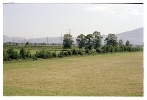 Flurgehölzepflanzung in Hohenems